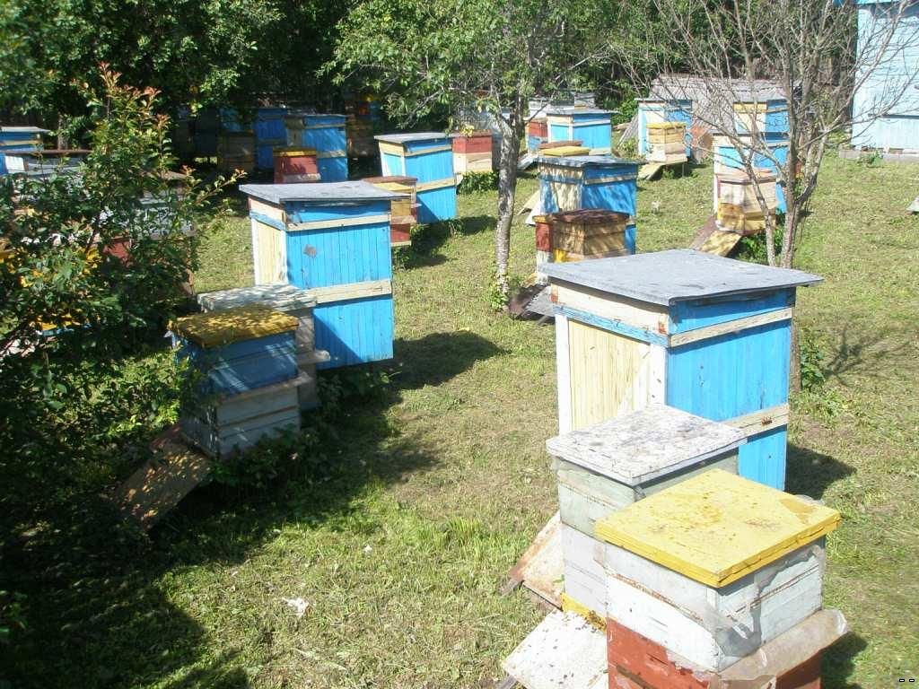 Постановка Магазинов На Ульи В Мае Постановка Магазинов На Ульи В Мае